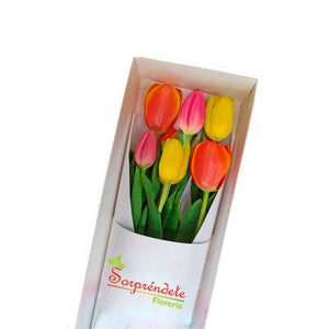 CAJA DE 6 TULIPANES